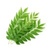 Curry Leaves