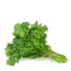 CORIANDER